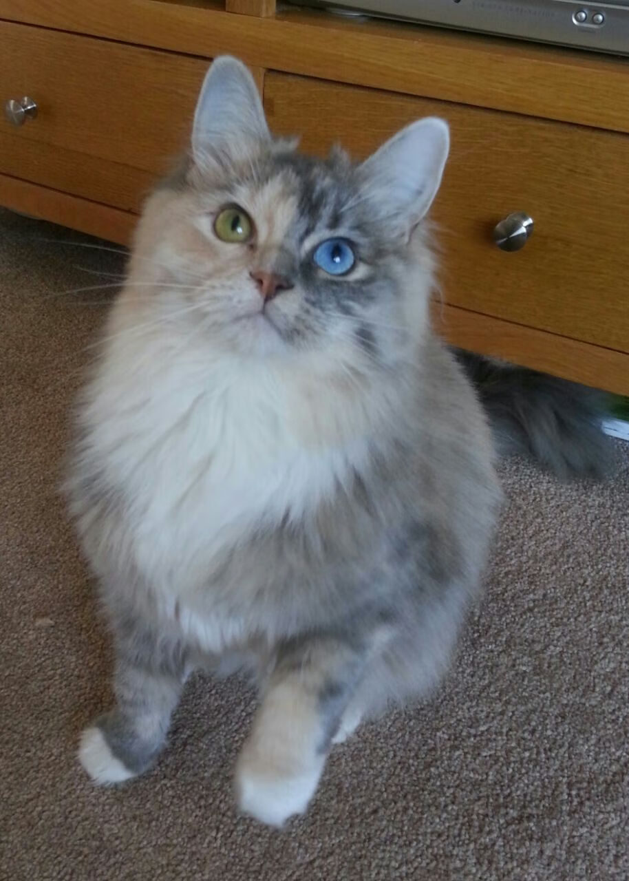 “萨尔·巴赫在南非队中的重要性逐渐显现”