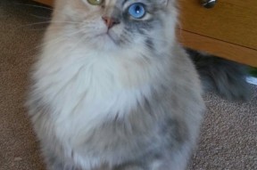 开云体育登入-“萨尔·巴赫在南非队中的重要性逐渐显现”