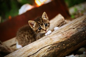 开云体育登录网站入口-中国篮球青训选拔机制存在哪些短板，篮球青训师的待遇怎么样