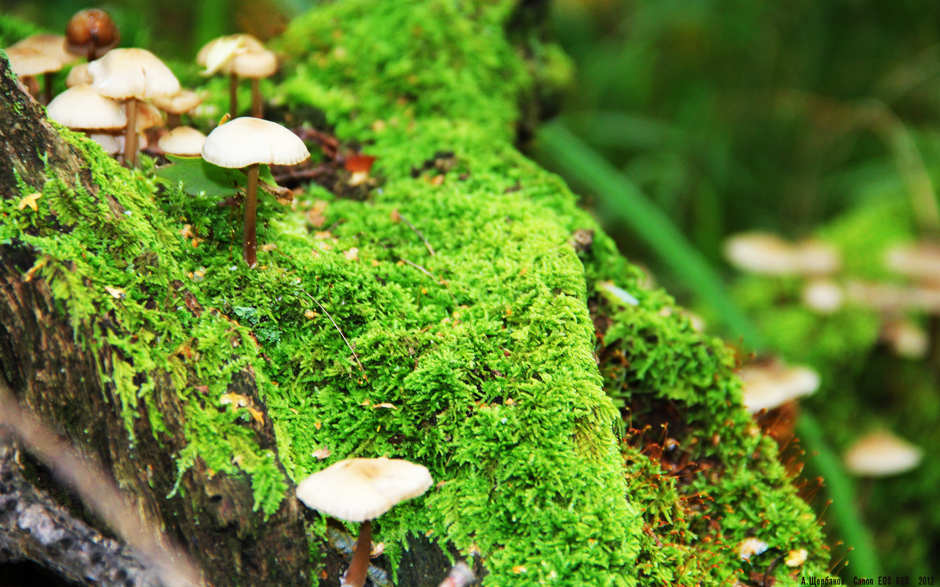 中国女篮积极备战国内外赛事,中国女篮比赛战况